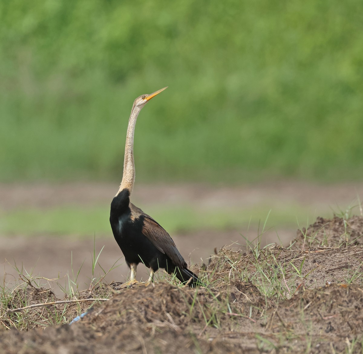 orientslangehals - ML646675030