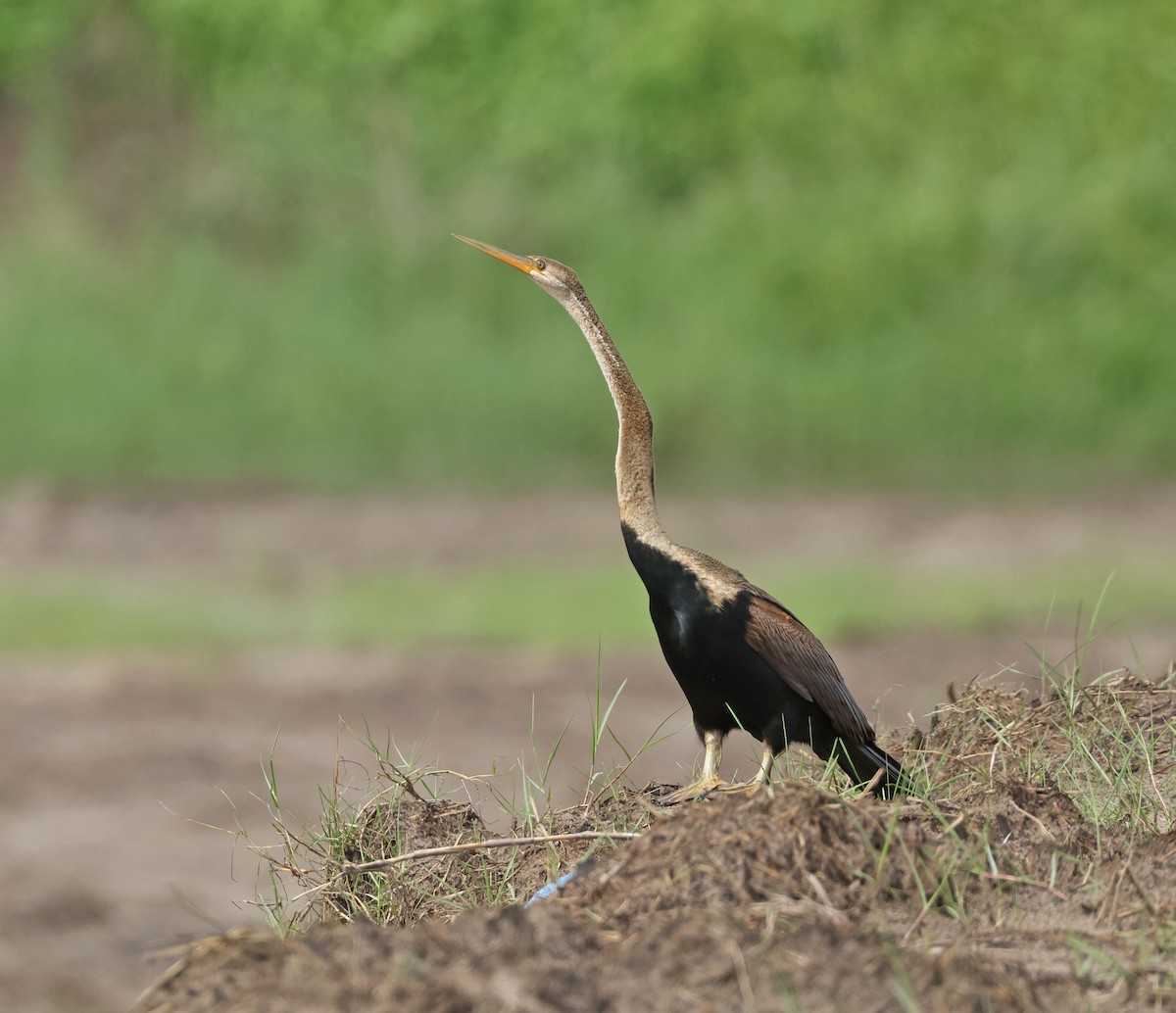 orientslangehals - ML646675031