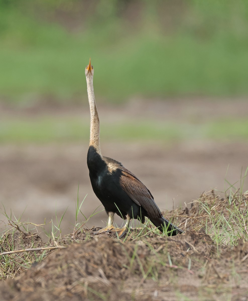 orientslangehals - ML646675032