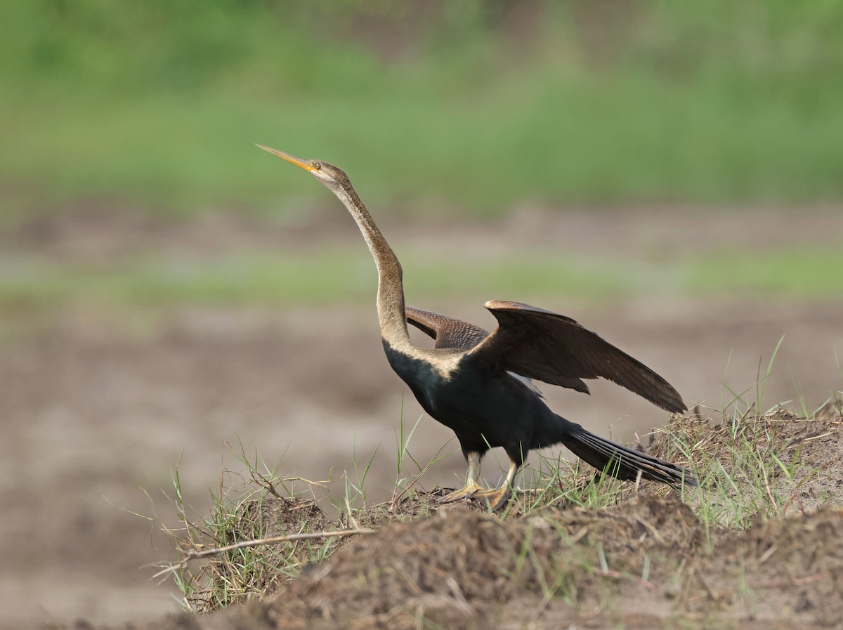 orientslangehals - ML646675033