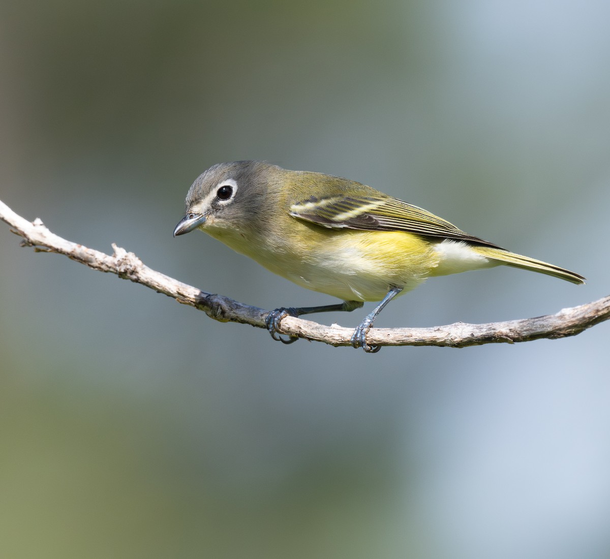 Blue-headed Vireo - ML646675034