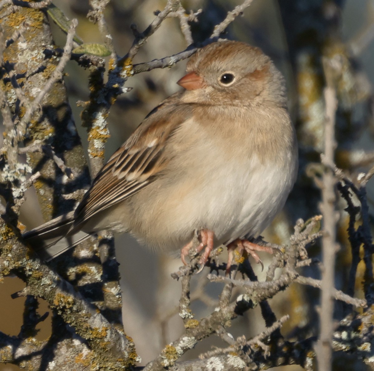 Field Sparrow - ML646675035