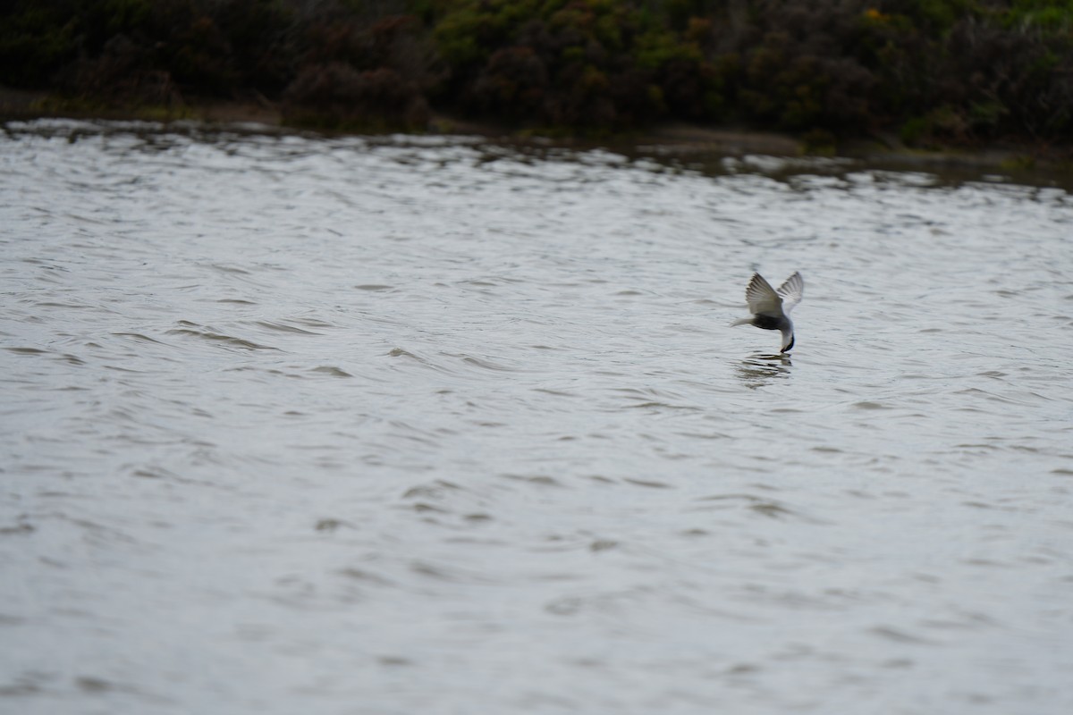 Weißbart-Seeschwalbe - ML646675036