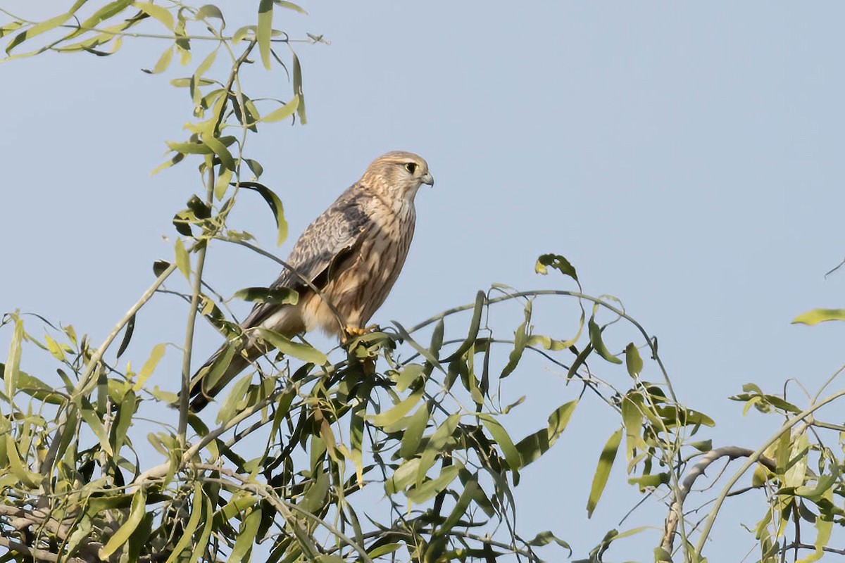 Merlin - ML646675040