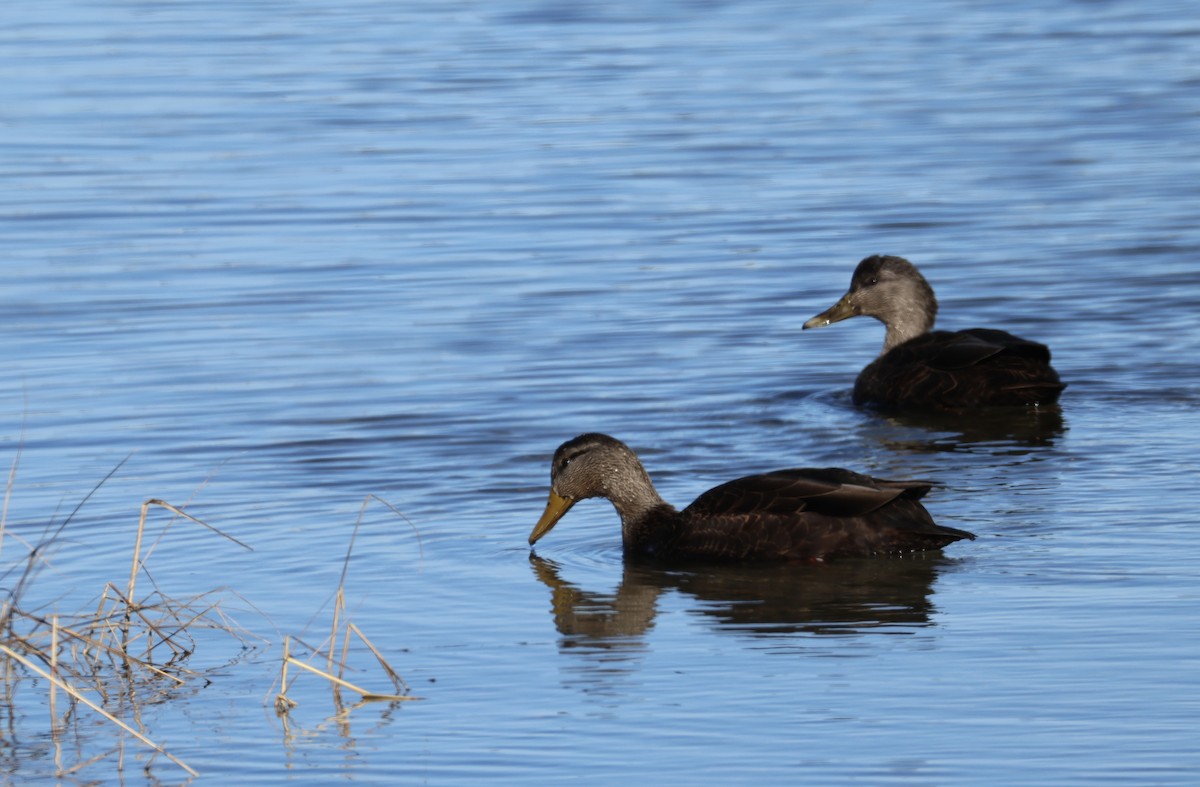 American Black Duck - ML646675044
