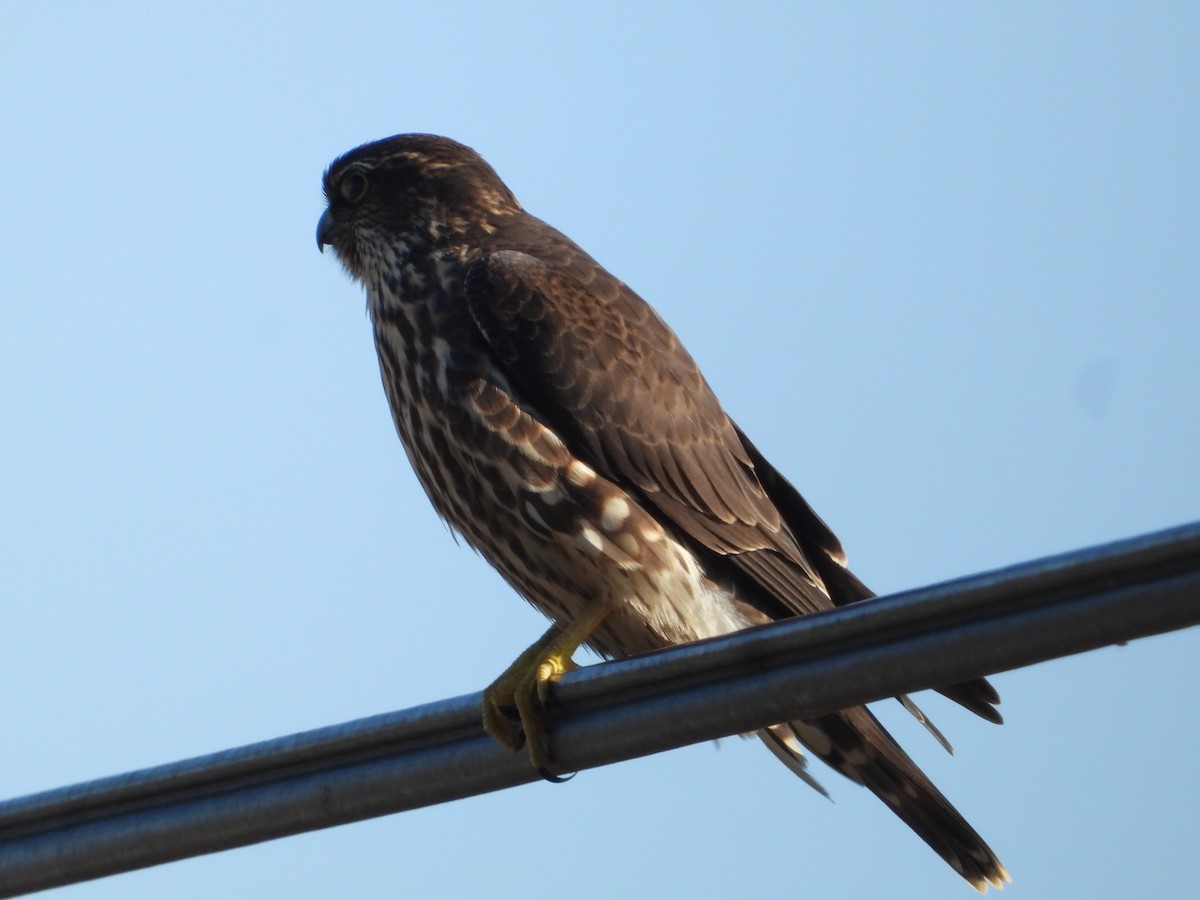 Хайргууна шонхор - ML646675049