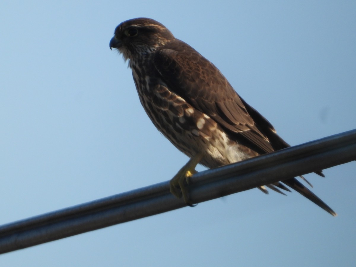 Хайргууна шонхор - ML646675050