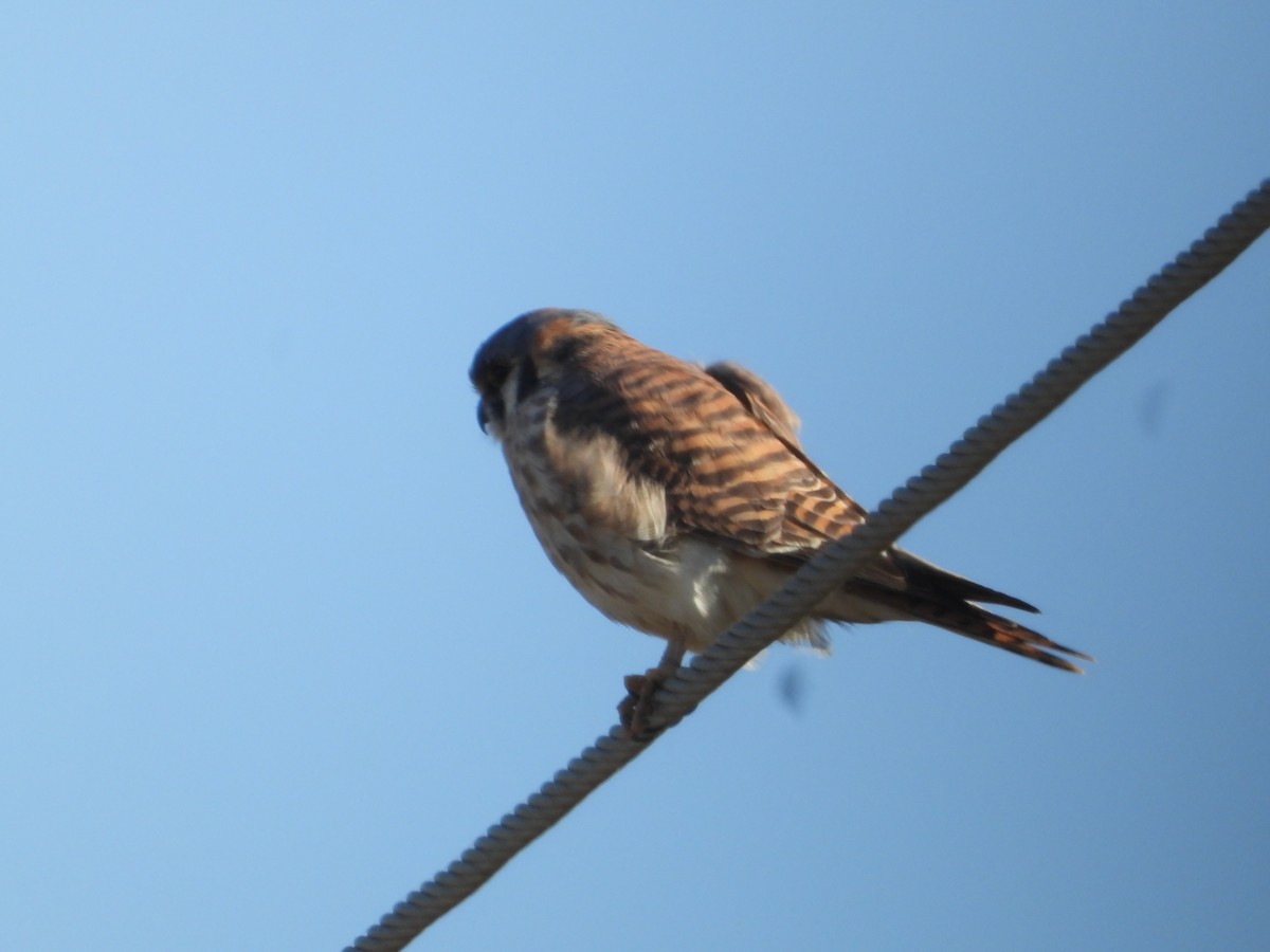 American Kestrel - ML646675051