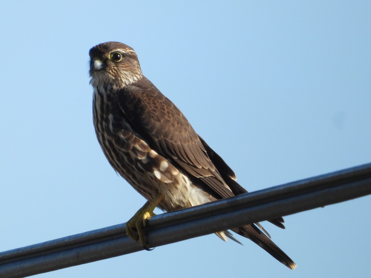 Хайргууна шонхор - ML646675052