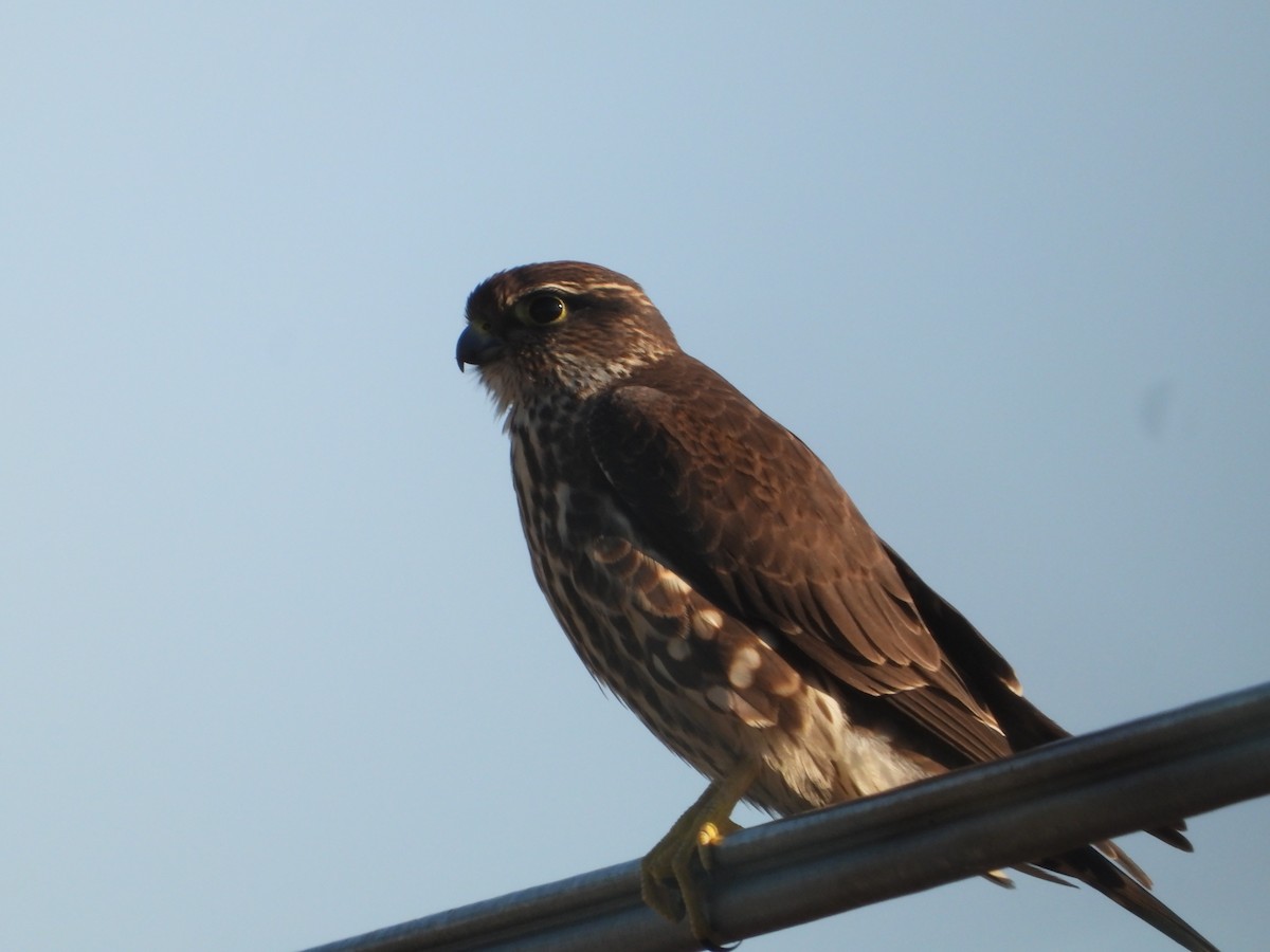 Хайргууна шонхор - ML646675053