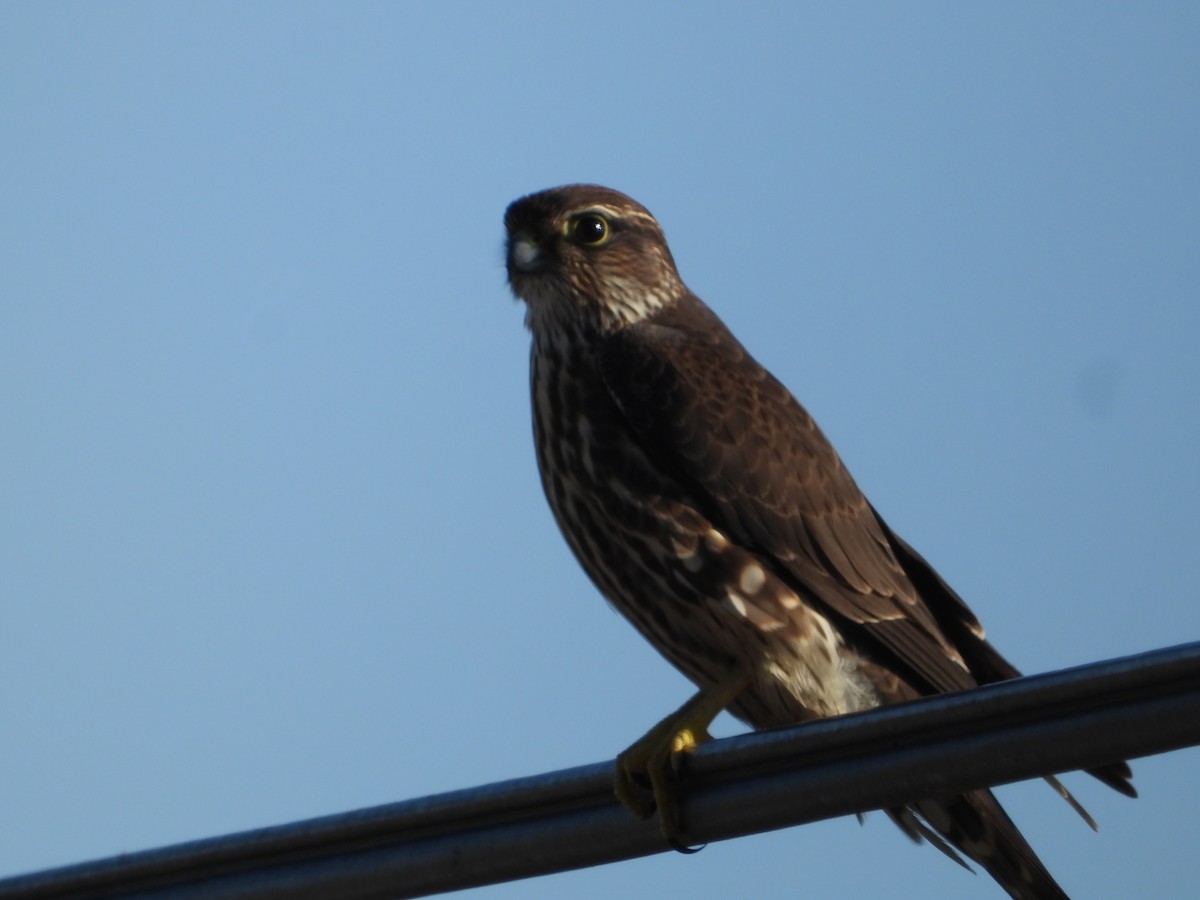 Хайргууна шонхор - ML646675054