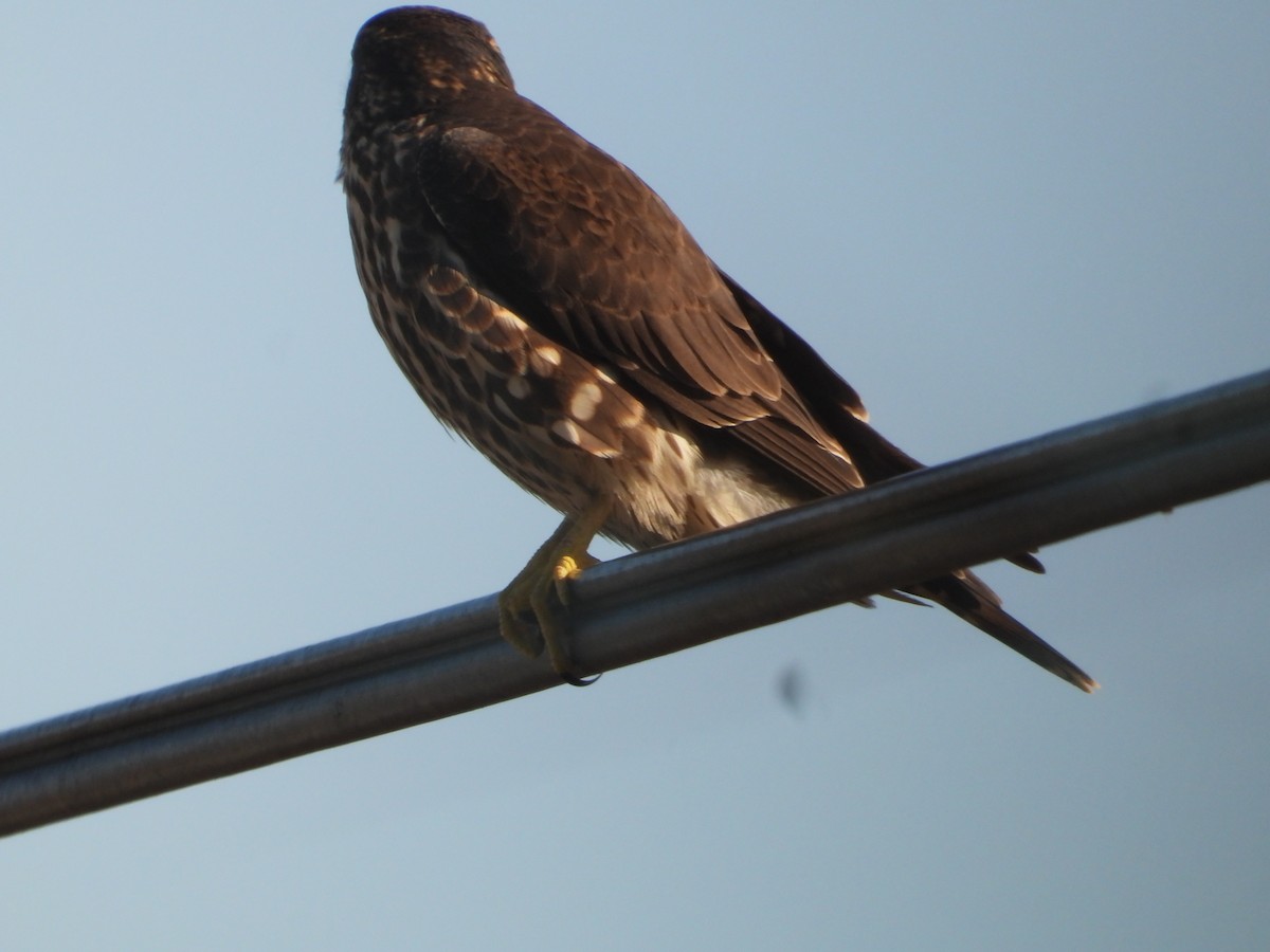 Хайргууна шонхор - ML646675055