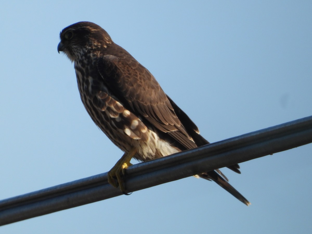 Хайргууна шонхор - ML646675056