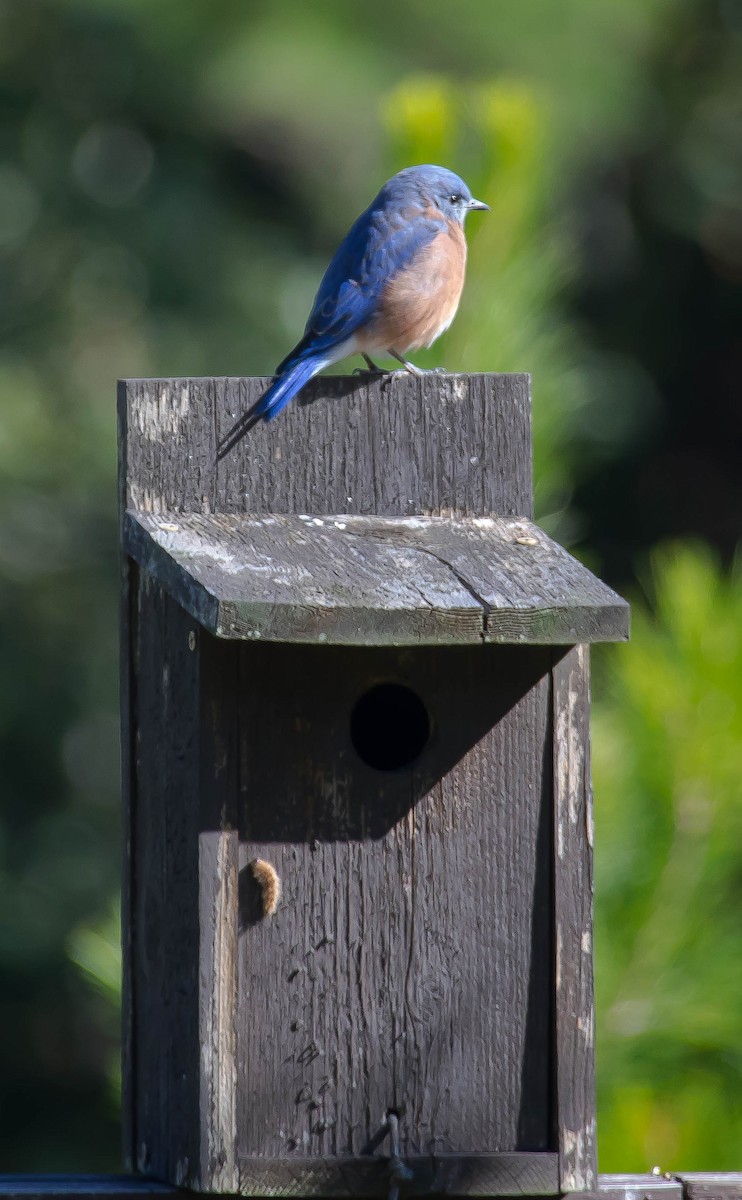 Блакитник східний - ML646675057