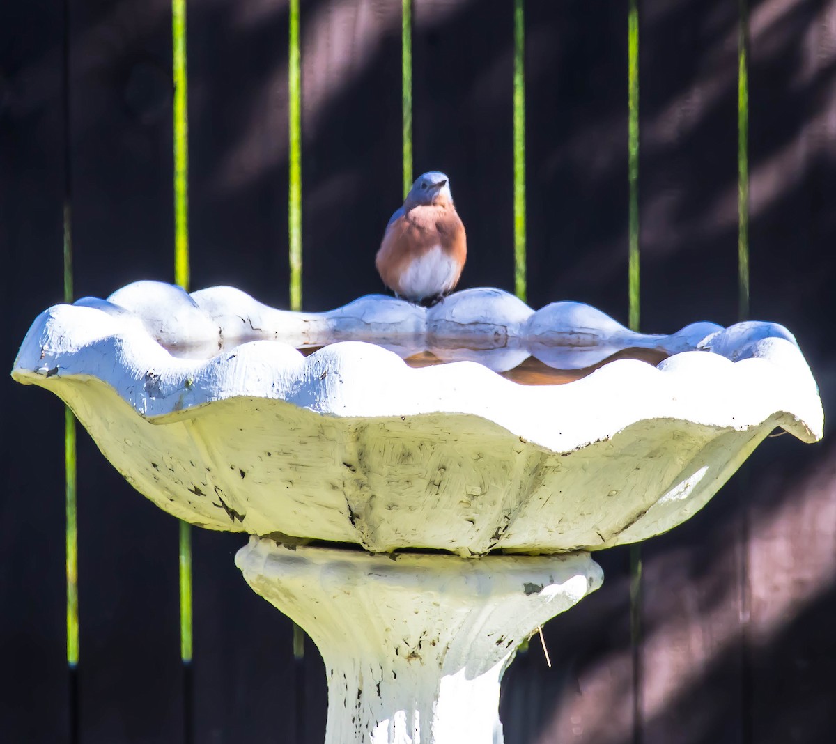 Блакитник східний - ML646675058