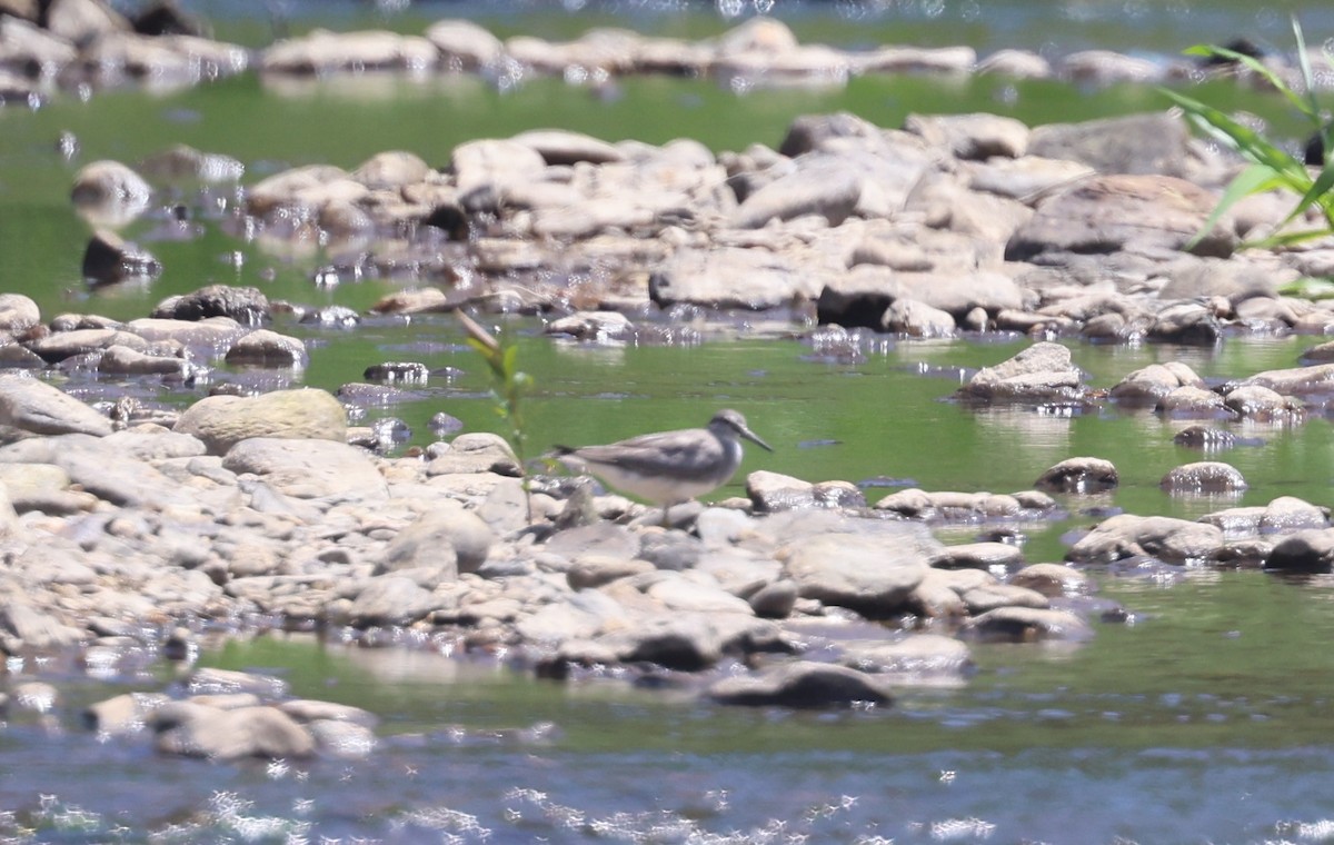 Gray-tailed Tattler - ML646675060