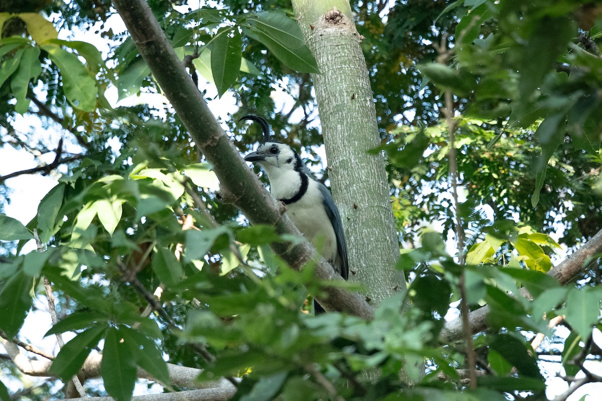 White-throated Magpie-Jay - ML646675061