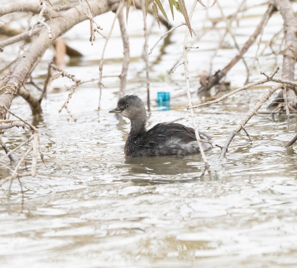 Schwarzkopf-Zwergtaucher - ML646675063