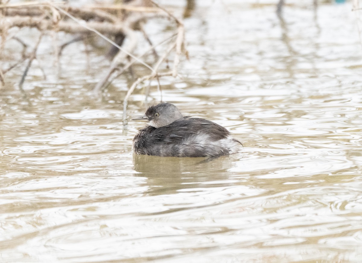 Schwarzkopf-Zwergtaucher - ML646675064