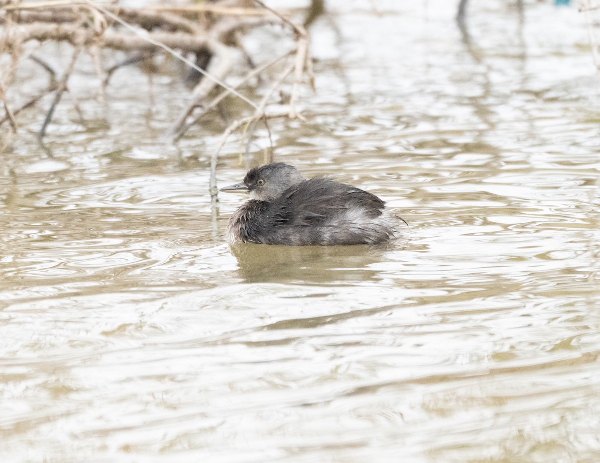 Schwarzkopf-Zwergtaucher - ML646675065