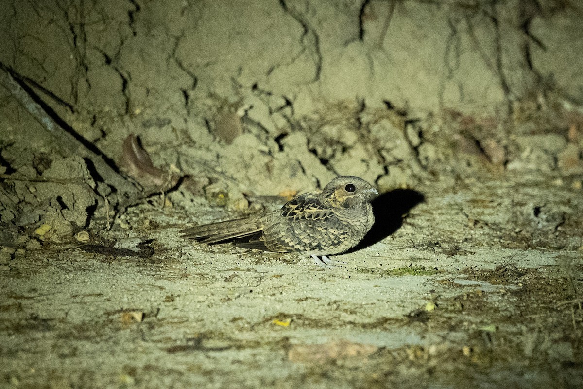 Common Pauraque - ML646675068