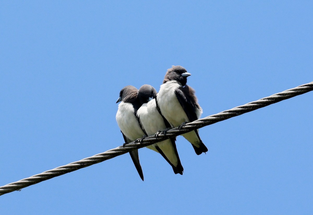 White-breasted Woodswallow - ML646675069