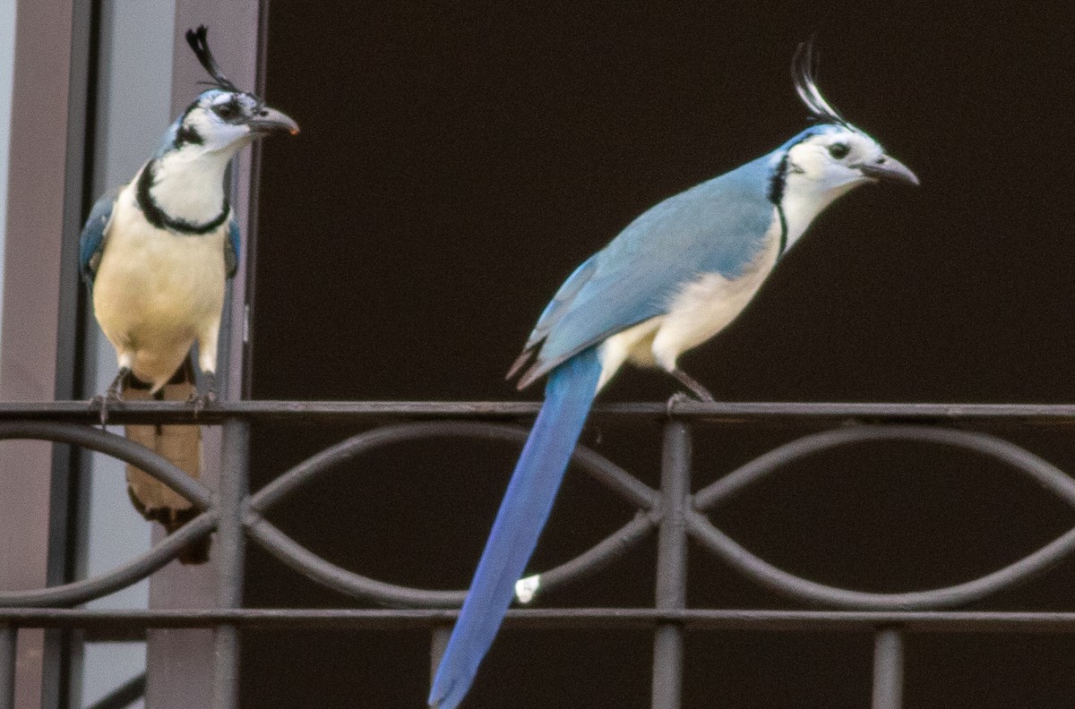 White-throated Magpie-Jay - ML646675070