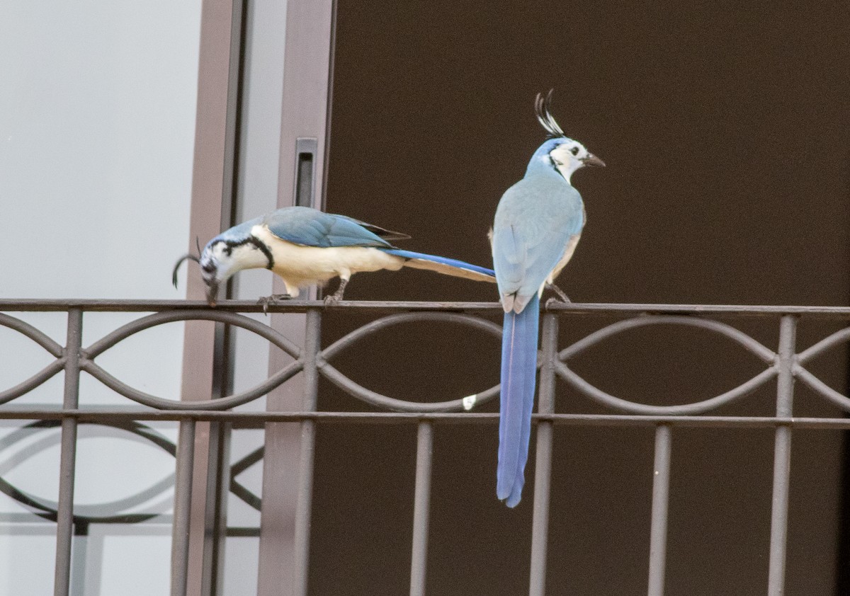 White-throated Magpie-Jay - ML646675071