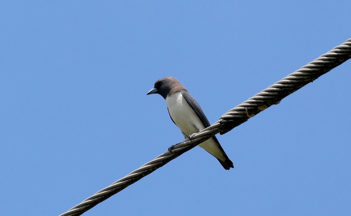 White-breasted Woodswallow - ML646675072