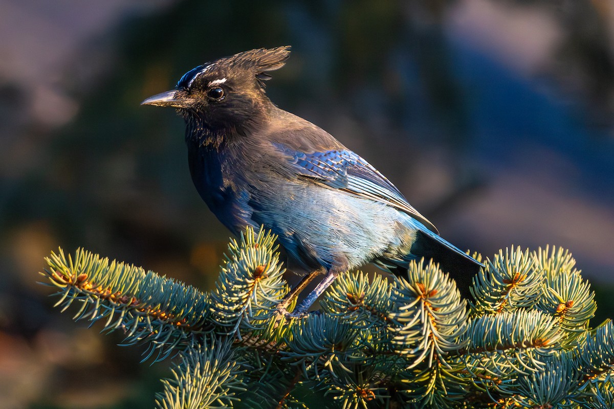 Steller's Jay - ML646675074