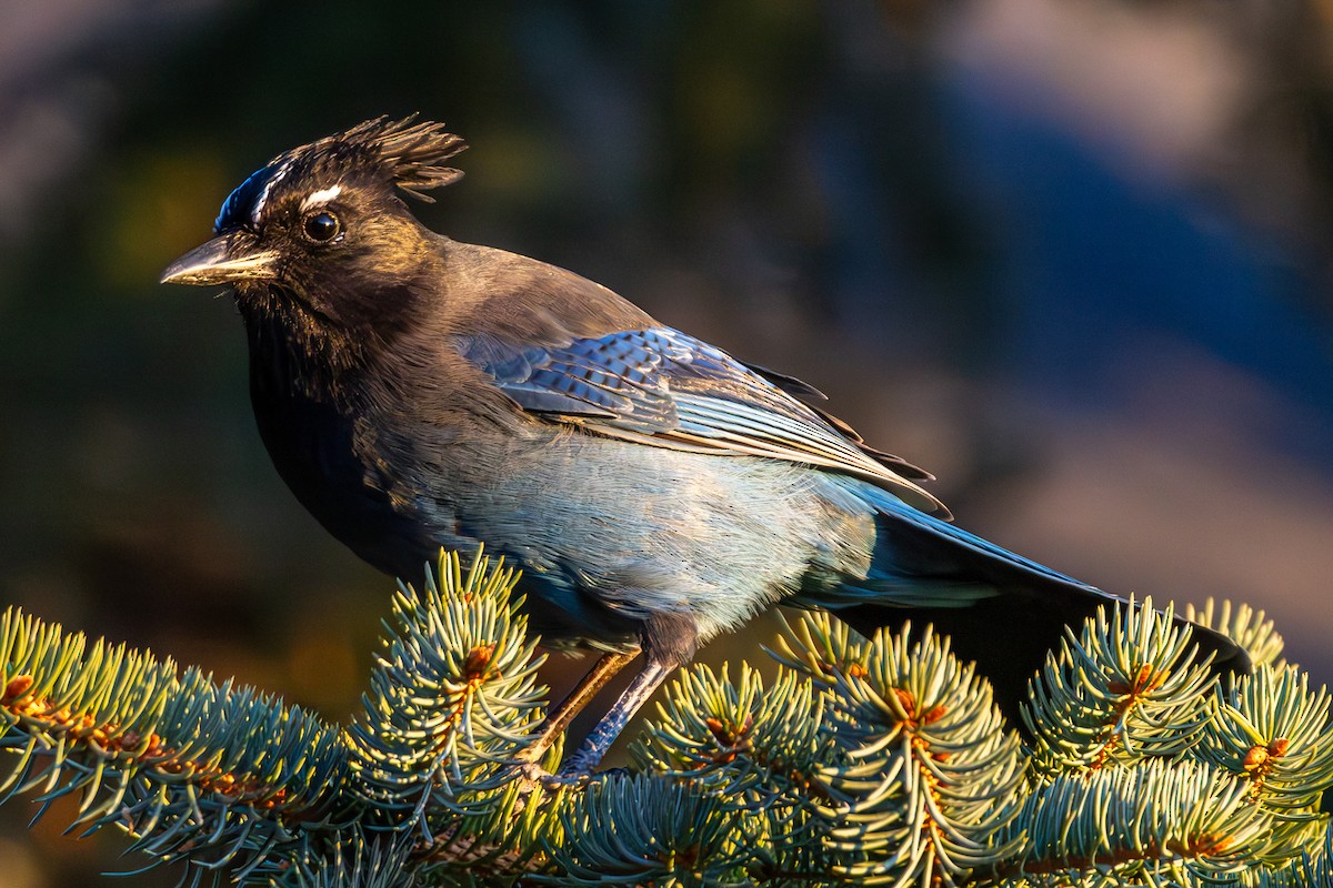 Steller's Jay - ML646675075
