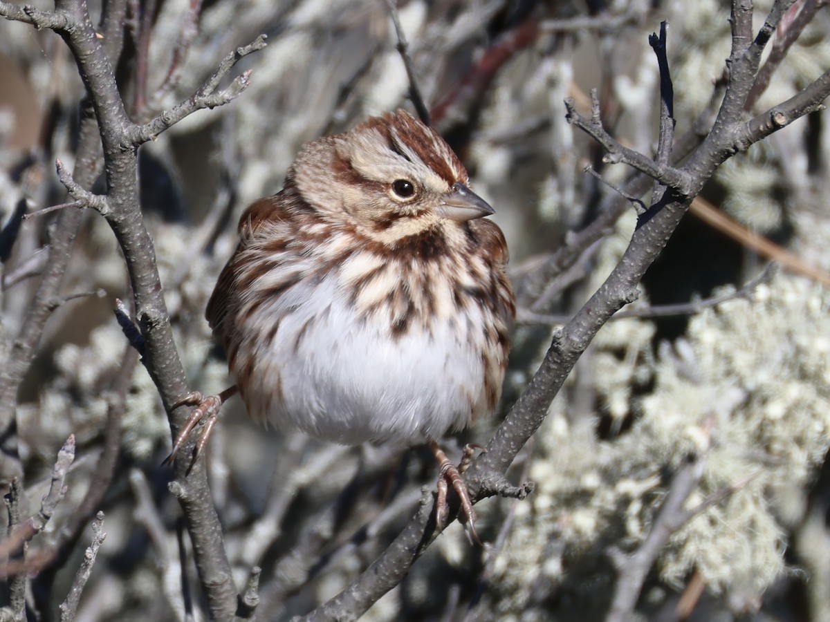 sangspurv - ML646675076