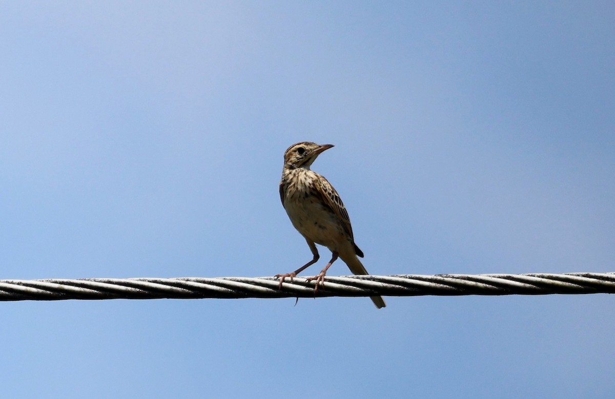 Australian Pipit - ML646675078