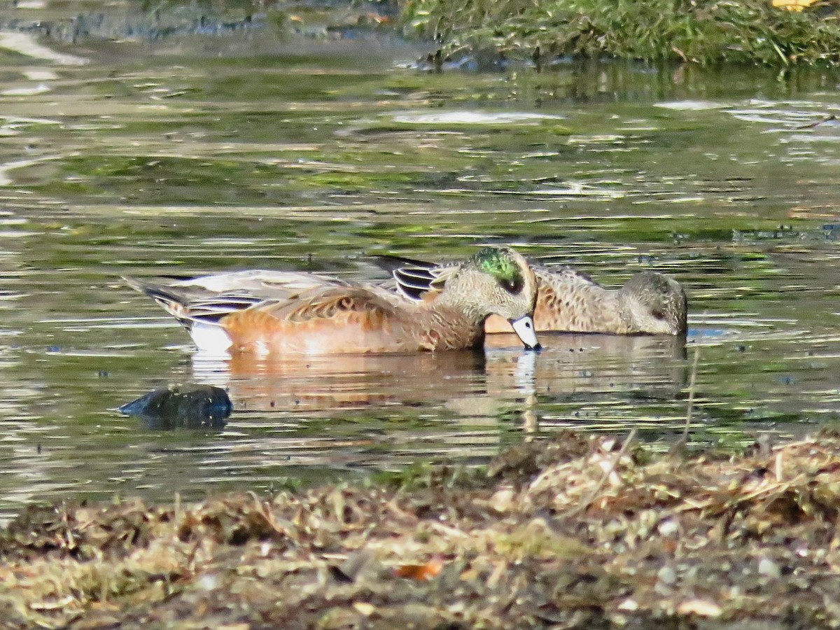 Свищ американський - ML646675079