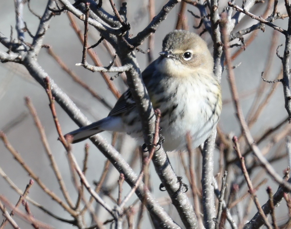 myrteparula (coronata) - ML646675084