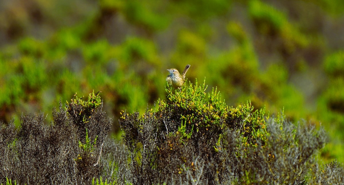 Strichelhuscher - ML646675085