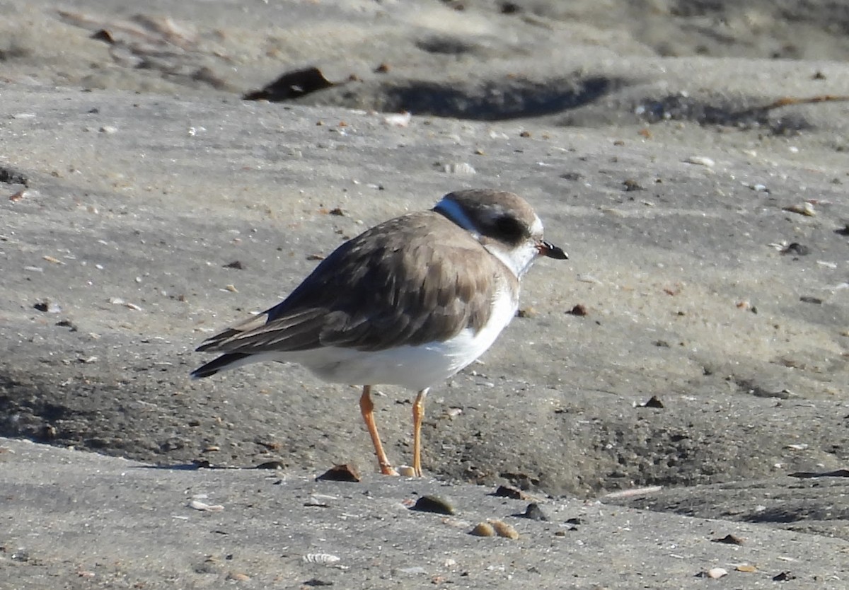 Semipalmated Plover - ML646675087
