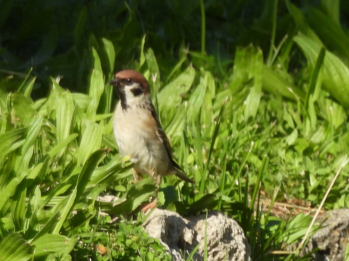 Eurasian Tree Sparrow - ML646675092