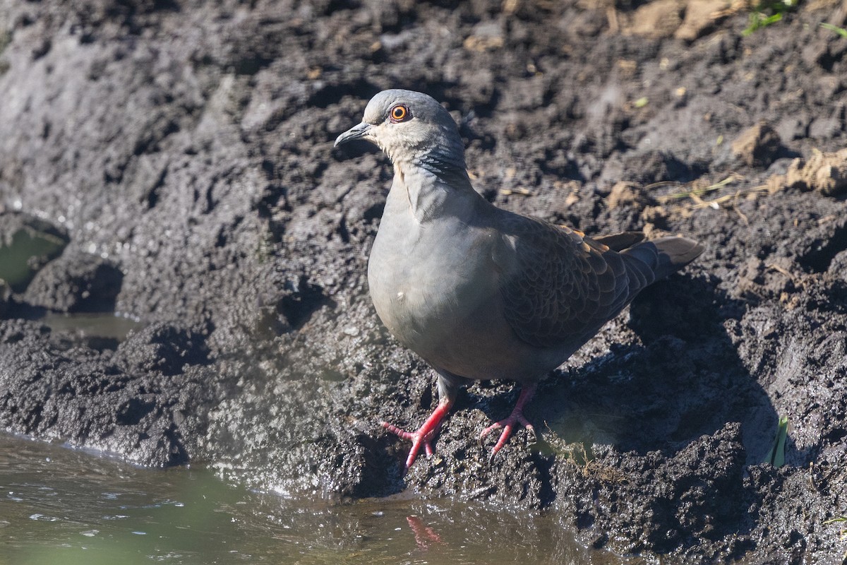 Dusky Turtle-Dove - ML646675093