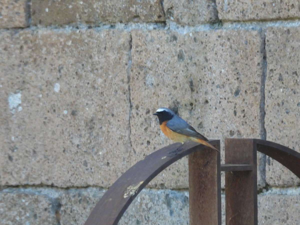 Common Redstart - ML646675100