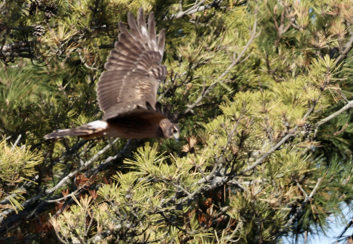 mørkmyrhauk - ML646675101