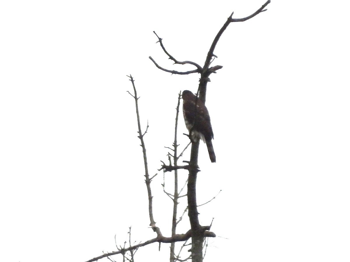 Cooper's Hawk - ML646675103