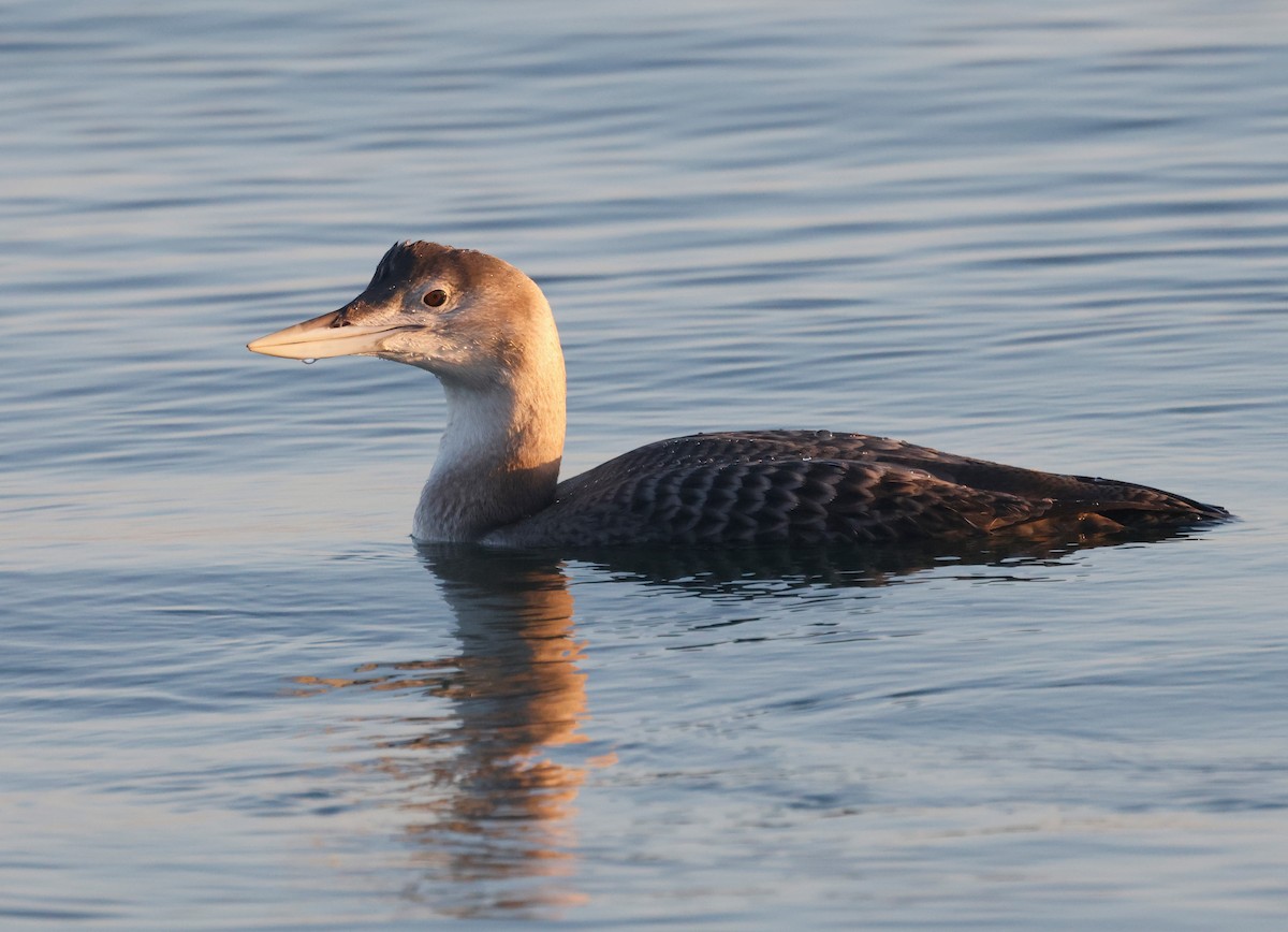 gulnebblom - ML646675107