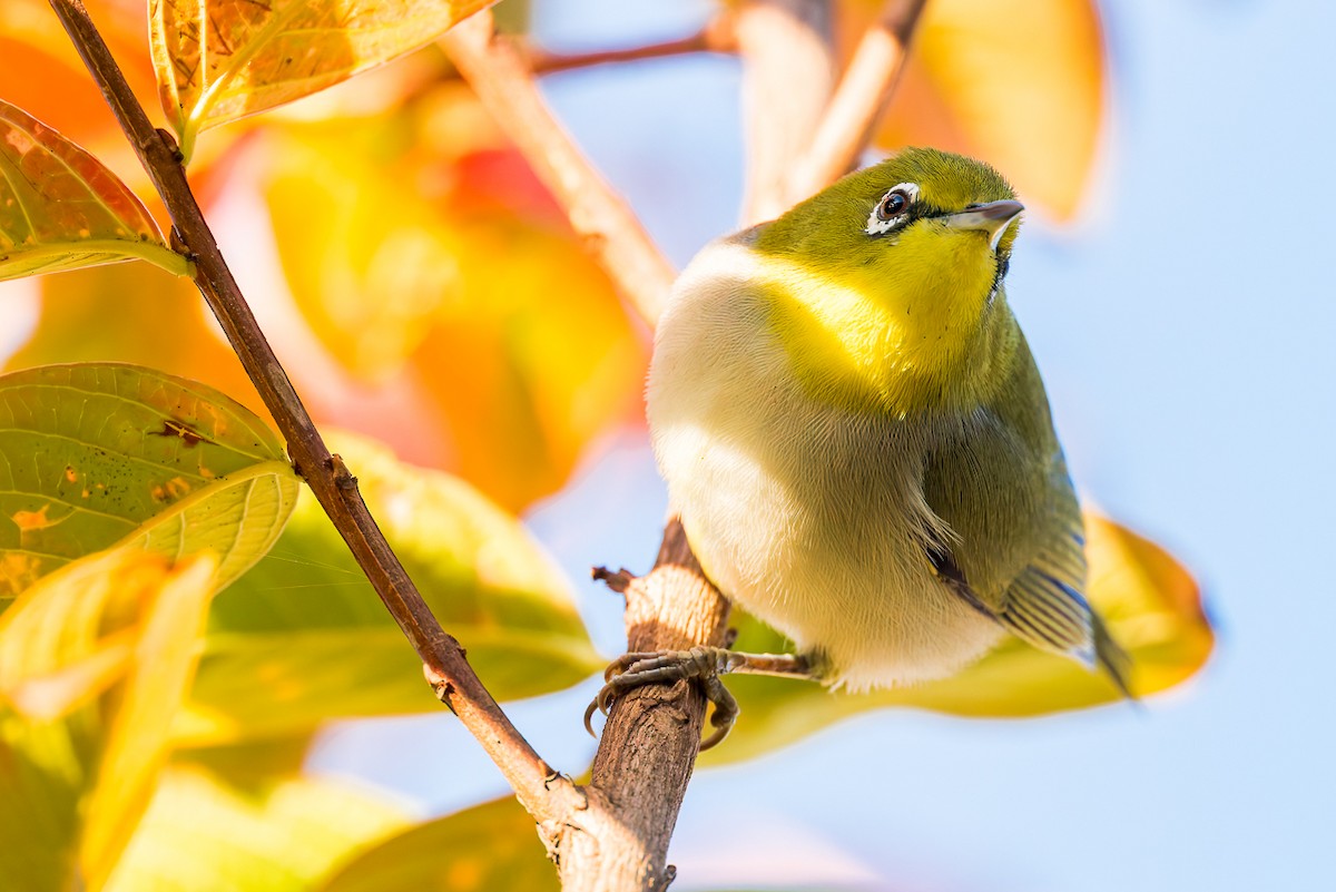 Swinhoe's White-eye - ML646675112