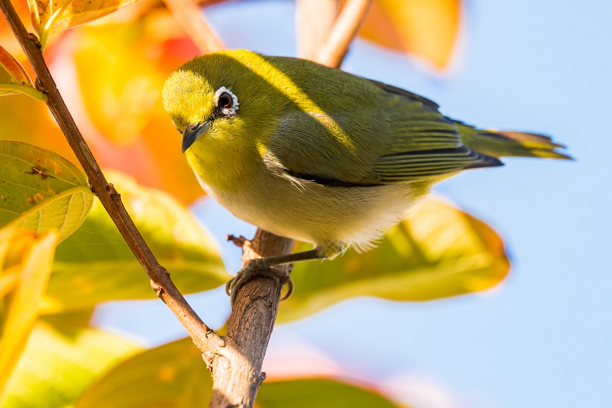 Swinhoe's White-eye - ML646675115