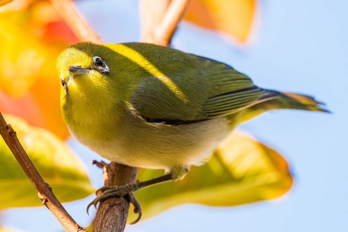 Swinhoe's White-eye - ML646675116