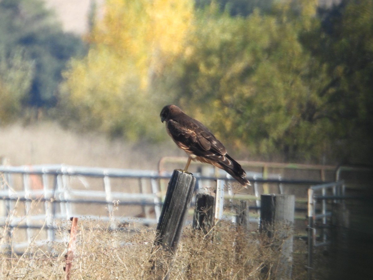 Northern Harrier - ML646675118