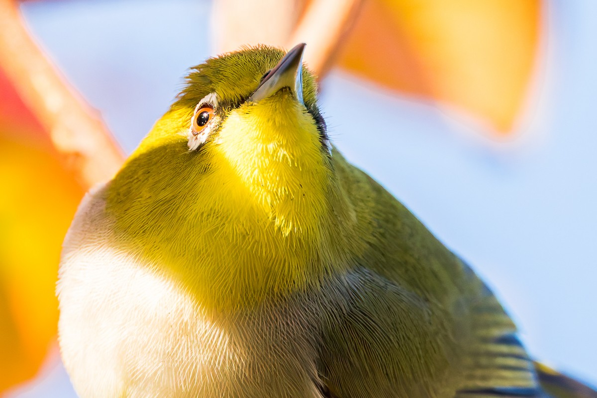 Swinhoe's White-eye - ML646675119
