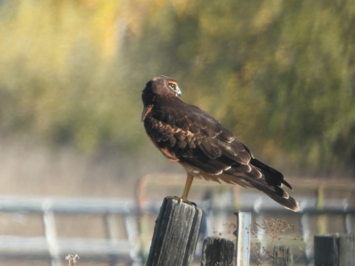 Northern Harrier - ML646675120