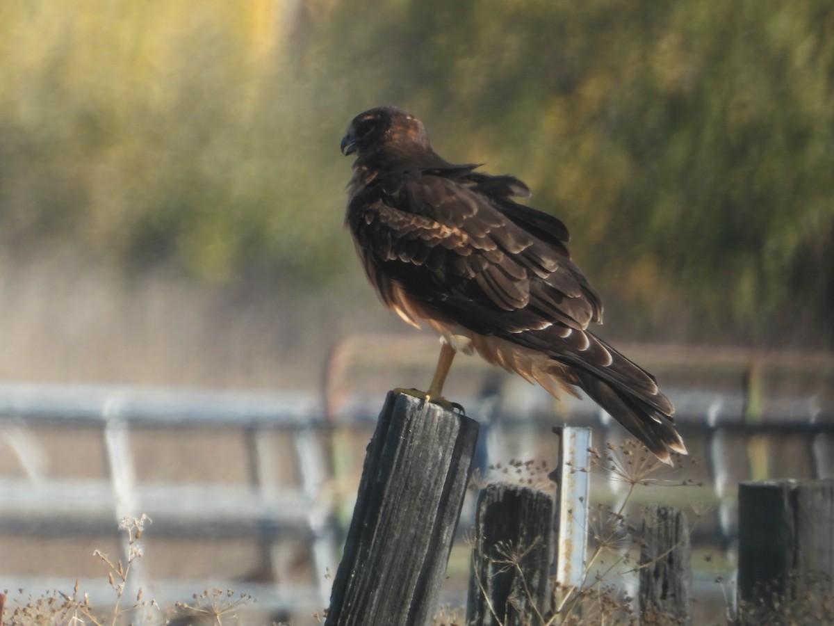 Northern Harrier - ML646675121